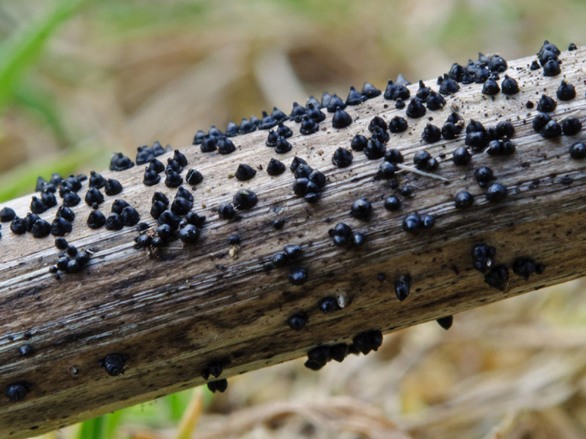 Представитель Семейства Leptosphaeriaceae